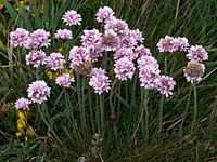 Armeria